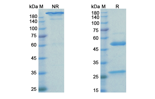 [Proteogenix] Pertuzumab Biosimilar – Anti-ERBB2, EGFR2, CD340 mAb – Research Grade