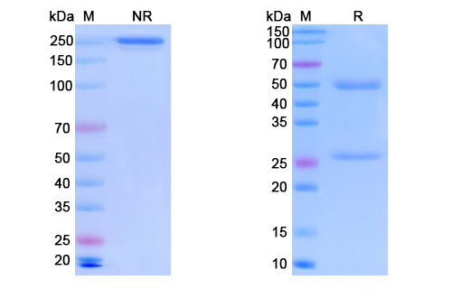 [Proteogenix] Monkeypox virus/MPXV A29L Monoclonal Antibody SAA0286