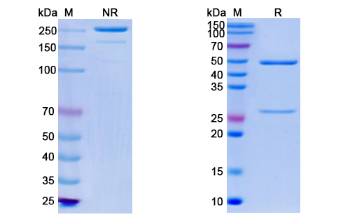[Proteogenix] Anti-Vaccinia D8L Antibody (LA5)