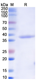 [Proteogenix] Monkeypox virus/MPXV B6R/SL-159 Recombinant Protein N-His