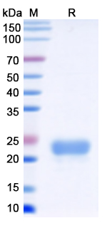 [Proteogenix] Monkeypox virus/MPXV C15L Recombinant Protein, C-His