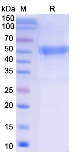 [Proteogenix] Luspatercept Biosimilar – Anti-GDF11 fusion protein – Research Grade