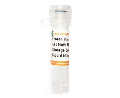 [Accegen] Immortalized Human Umbilical Cord-Derived Mesenchymal Stem Cells