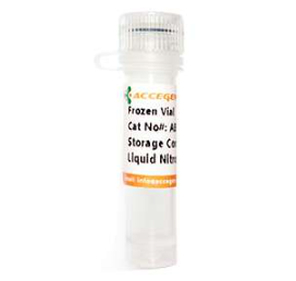 [Accegen] Immortalized Human Umbilical Cord Blood-Derived Mesenchymal Stem Cells