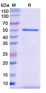 [Proteogenix] Recombinant Monkeypox virus/MPXV HA/B2R Protein