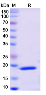[Proteogenix] Recombinant Monkeypox virus/MPXV F3L Protein