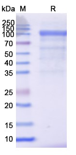 [Proteogenix] Human LGR4 recombinant protein
