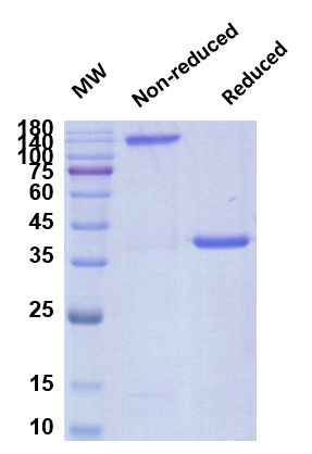 [Proteogenix] Anti-RBD-6 antibody (VHH-72)