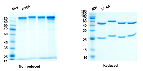 [Proteogenix] Anti-RBD-3 antibody (EY6A)