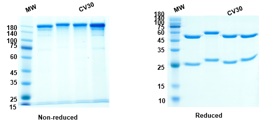 [Proteogenix] Anti-RBD-2 antibody (CV30)