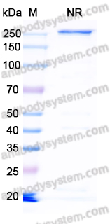 [Antibodysytem] Research Grade Cadonilimab