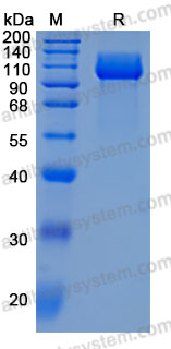 [Antibodysystem] Recombinant Human NTRK3/TrkC Protein, C-hFc-His (Active)