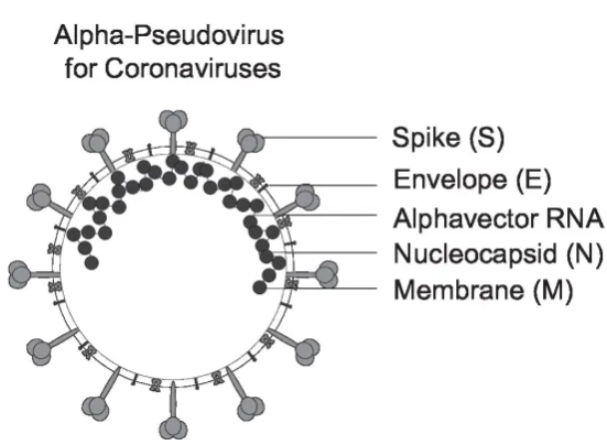 [Virongy] MERS-CoV Pseudoviral Neutralization Assay Kit