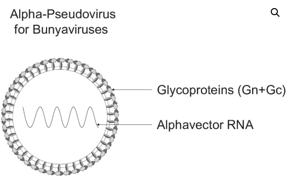 [Virongy] Rapid Alpha-Pseudoviruses for Bunyaviruses
