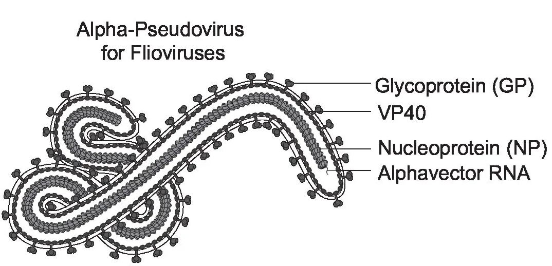 [Virongy] Ebolavirus Pseudoviral Neutralization Assay Kit