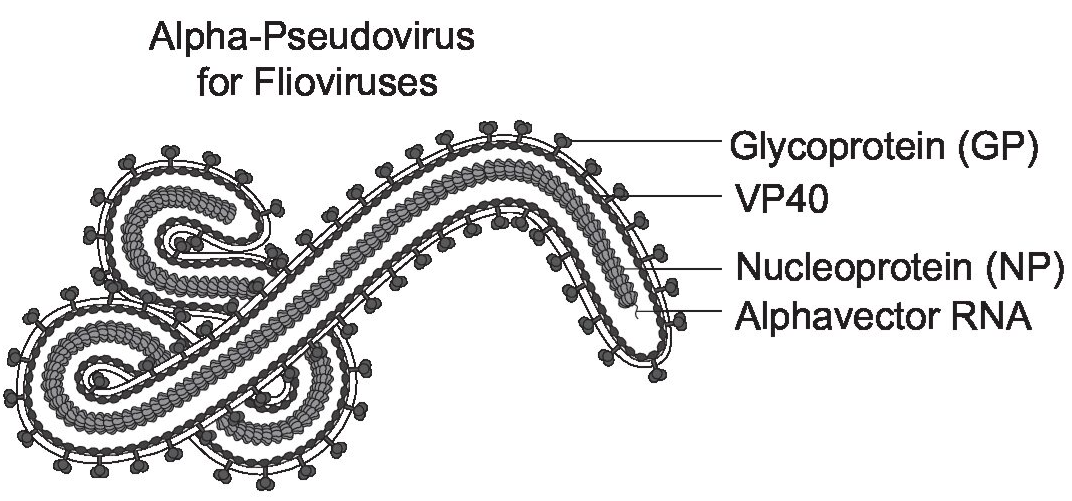 [Virongy] Marburg Pseudoviral Neutralization Assay Kit