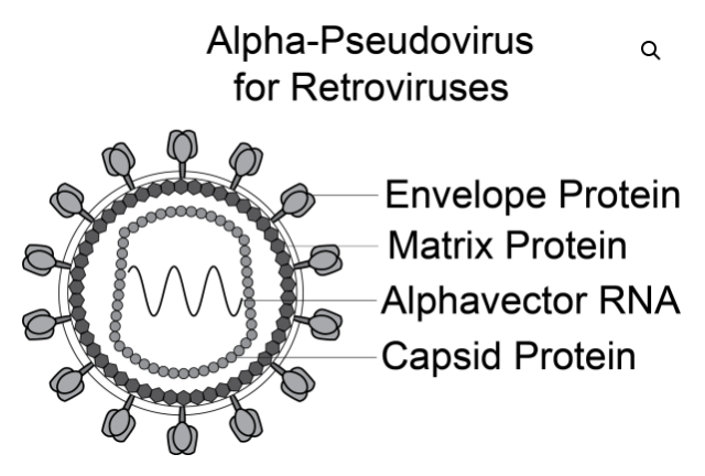 [Virongy] HIV Pseudoviral Neutralization Assay Kit