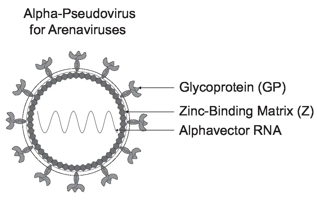 [Virongy] Rapid Alpha-Pseudoviruses for Arenaviruses