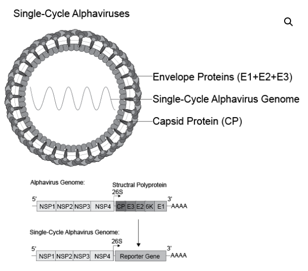 [Virongy] Alphaviral Pseudoviruses and Single-Cycle Viruses