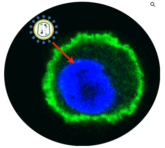 [Virongy] Infectin Transduction Enhancer
