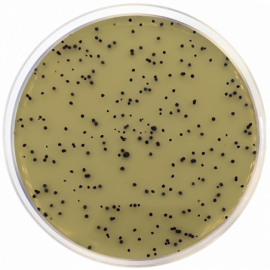 [Condalab] T.S.C. Agar Base (Tryptose Sulfite Cycloserine) ISO