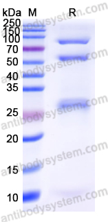 [Antibodysystem] Research Grade Alnuctamab