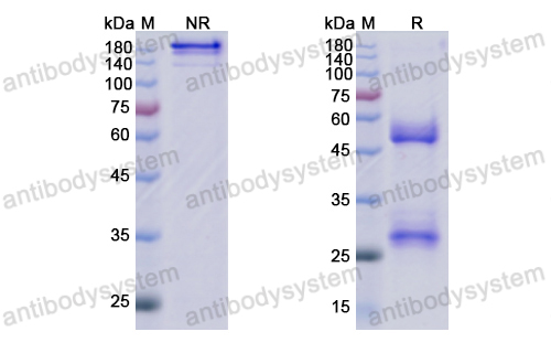 [Antibodysystem] Research Grade Eptinezumab