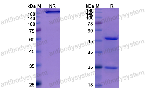 [Antibodysystem] Research Grade Enfortumab