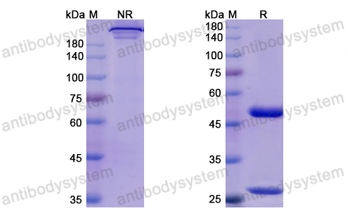 [Antibodysystem] Research Grade Risankizuma