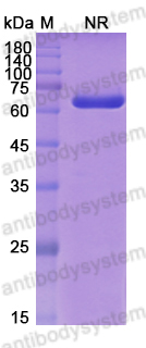 [Antibodysystem] Research Grade Moxetumomab