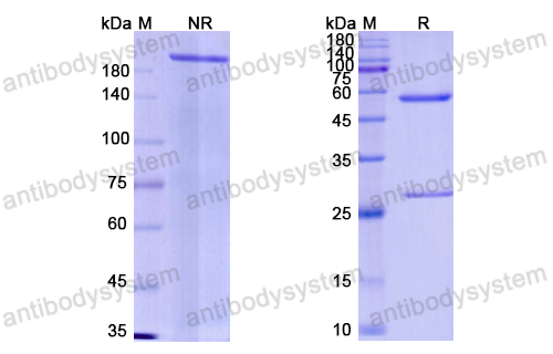 [Antibodysystem] Research Grade Emapalumab