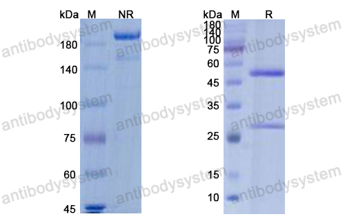 [Antibodysystem] Research Grade Burosumab