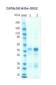 [IBT Bioservices] Rabbit anti-Crimean-Congo Hemorrhagic Fever Virus (CCHFV) Gc protein pAb