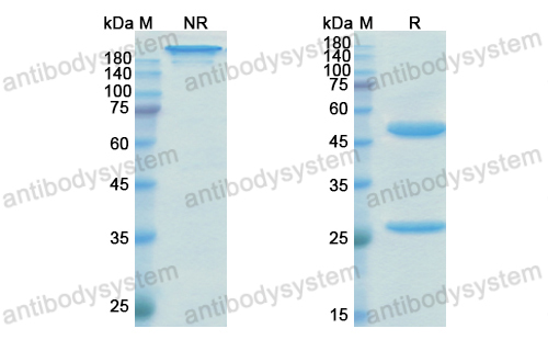 [Antibodysystem] Research Grade Emicizumab