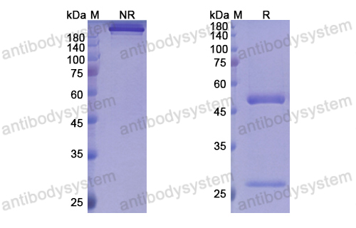 [Antibodysystem] Research Grade Palivizumab