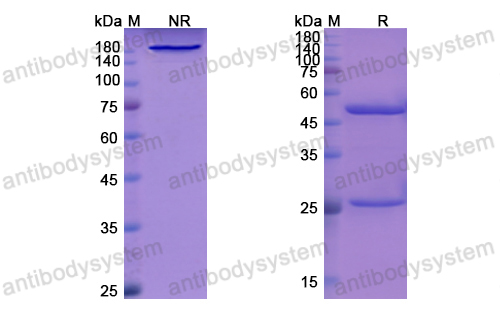 [Antibodysystem] Research Grade Libivirumab