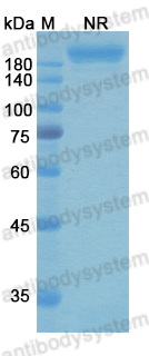 [Antibodysystem] Research Grade Gremubamab