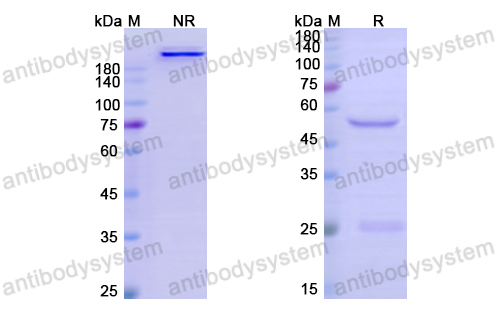 [Antibodysystem] Research Grade Cevostamab