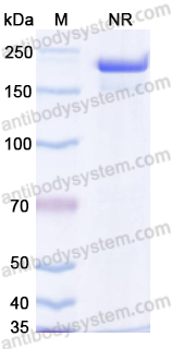 [Antibodysystem] Research Grade Talquetamab