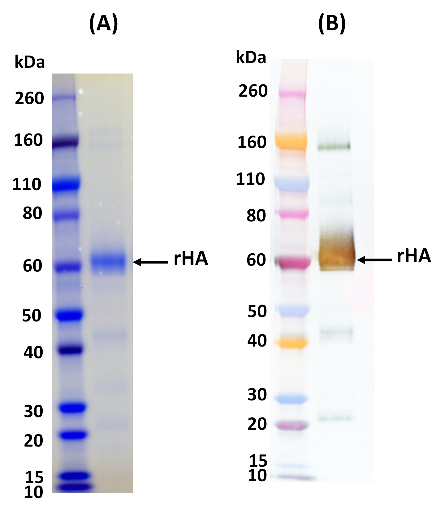 [IBT Bioservices] Influenza Hemagglutinin Glycoprotein (H1N1 Puerto Rico)