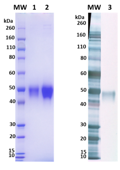 [IBT Bioservices] Nipah virus, Attachment G