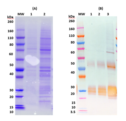 [IBT Bioservice] Recombinant Angola Marburg virus GPΔTM