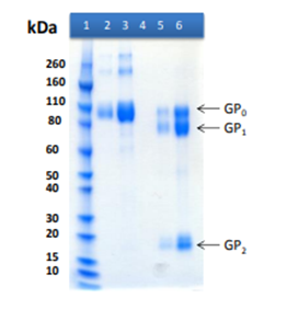 [IBT Bioservices] Recombinant Bundibugyo Ebola virus GPΔTM