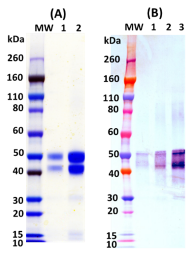 [IBT Bioservices] Recombinant Eastern Equine Encephalitis Virus E2 GP (E3E2)