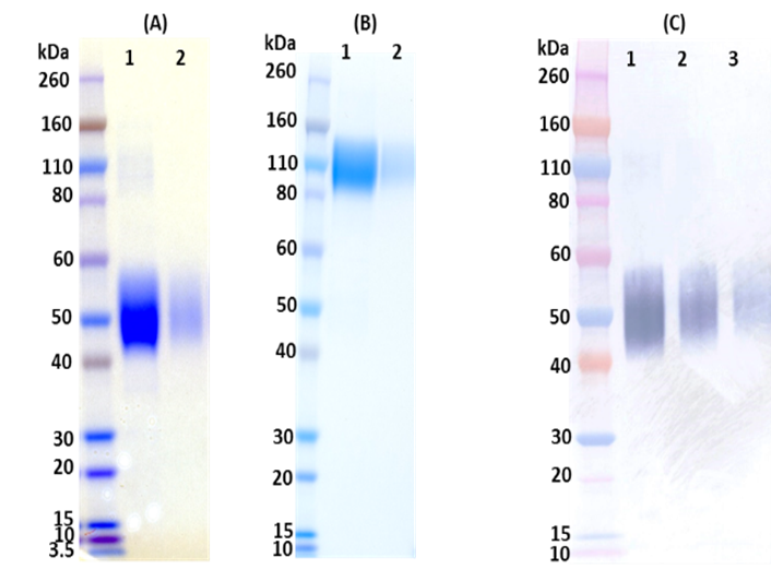 [IBT Bioservices] Recombinant Ebola Virus Soluble GP (sGP)