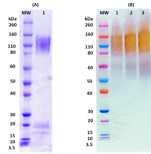 [IBT Bioservices] Recombinant Gulu Sudan Ebola virus GPΔTM