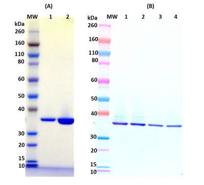 [IBT Bioservies] Recombinant Hlg B, tag free (S. aureus)