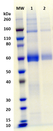 [IBT Bioservices] Recombinant Influenza Hemagglutinin Glycoprotein (H7 Anhui)