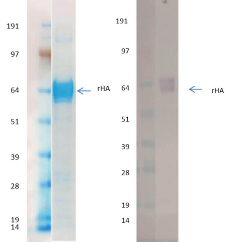 [IBT Bioservices] Recombinant Influenza Hemagglutinin GP (H9N2) Hong Kong