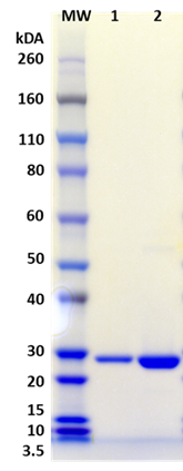 [IBT Bioservices] Recombinant Staphylococcal Enterotoxin Q (rSEQ)